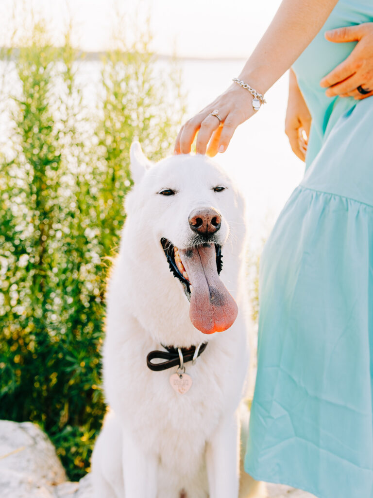 A close-up of the couple’s white dog, tongue out and happily panting, as the woman’s hand gently pets its head during their maternity session by Canyon Lake.