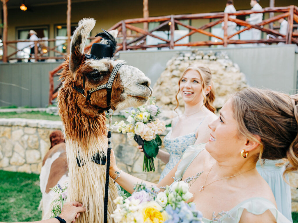 Two women in pastel dresses smile and hold bouquets while petting a llama wearing a small black top hat. They are outdoors near a stone wall and a building with a wooden railing in the background.