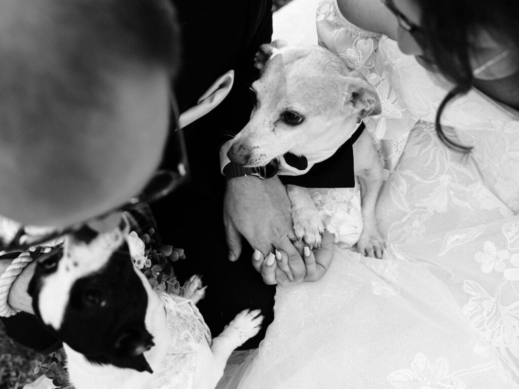 A black and white photo shows two people in wedding attire holding hands and sitting closely with two small dogs, each dressed in formal outfits, creating a tender and joyful moment.